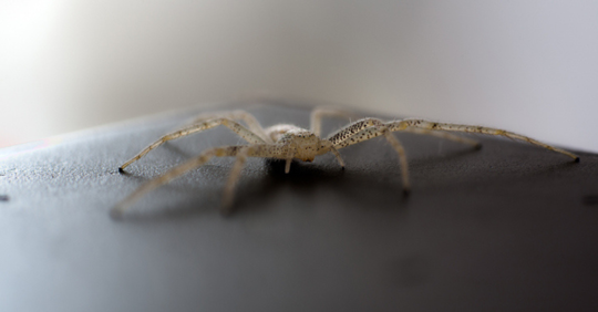 Closeup shot of a spider on a wooden surface