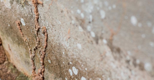 Termites building a mud tube on wall