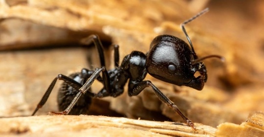 Macro Shot of a Carpenter Ant on Wood