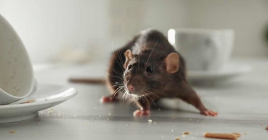 Rat near Dishes on Table Indoors