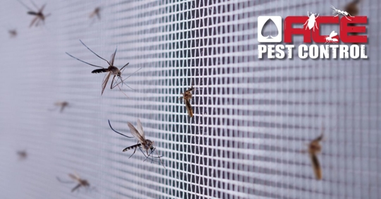 mosquitoes on insect net wire screen on house window