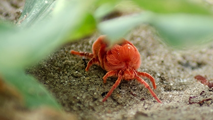 clover mites