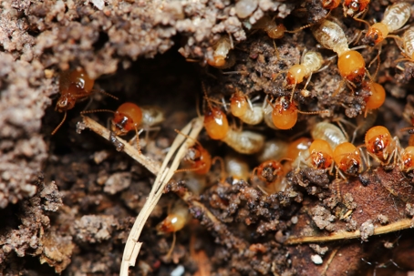 termites