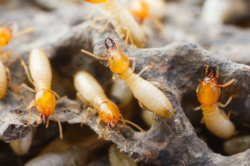 Termites 