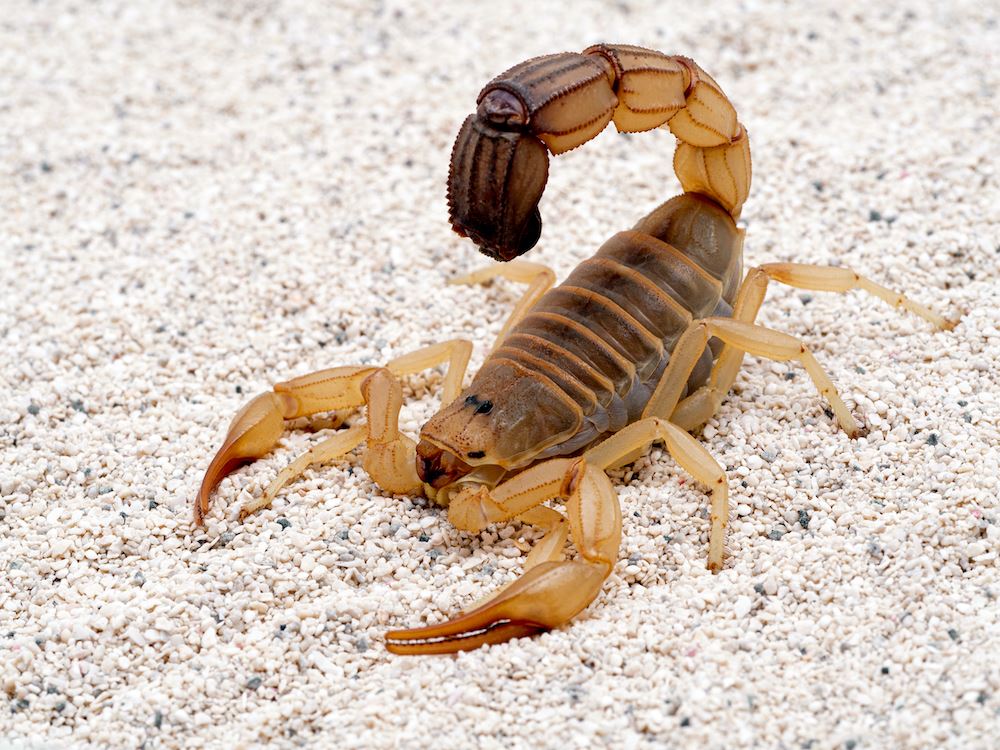 Scorpion 